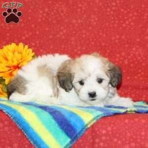 Ryan, Maltipoo Puppy